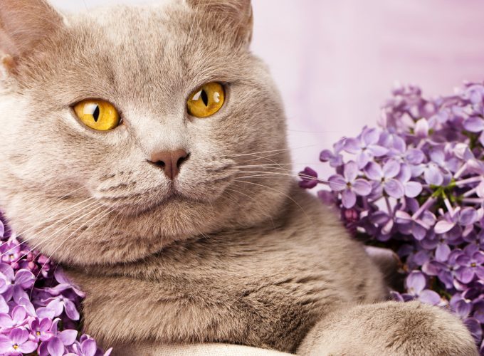 Wallpaper British cat, cute animals, lilac, Animals 16567635